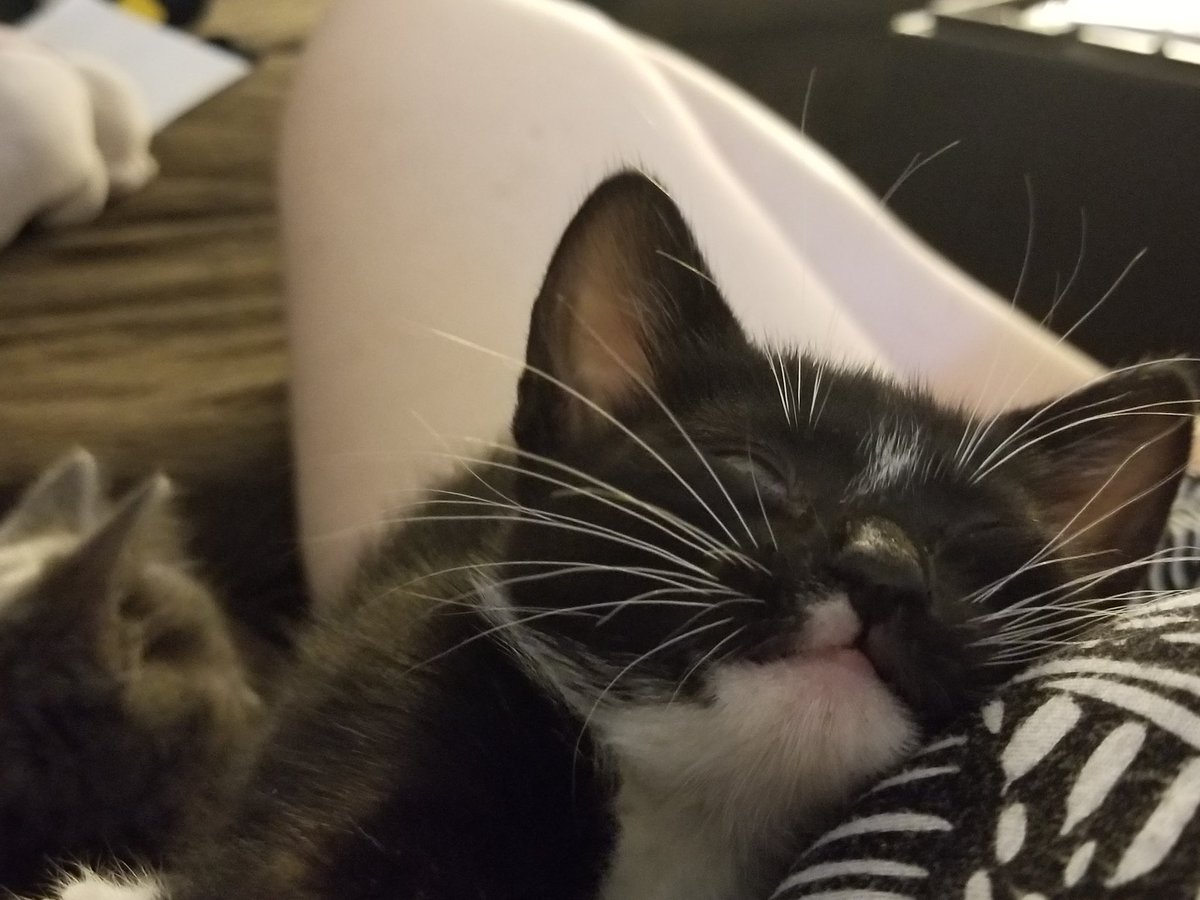 I got new furbabies! Meet Allie.