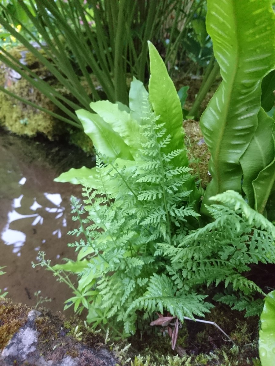 andrewdharrison's tweet photo. Bladder and harts tongue #ferns by the rock garden cascade #cystopteris #watergarden https://t.co/S6j63KbnDw