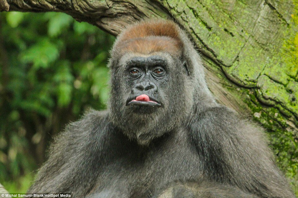 RitaChandwani's tweet photo. @SeemaChandwani This is u #MonkeyWars https://t.co/6bnI21WXuU