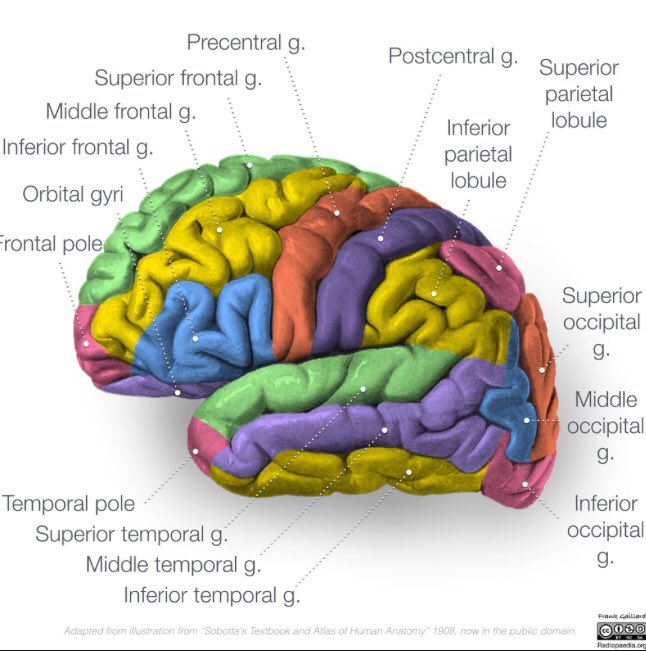 TimLuijkx's tweet photo. Nice illustrated guide of gyri and sulci by @frankgaillard #RadAnatomy https://t.co/0SqCa565OL https://t.co/HmwWQPjaWZ