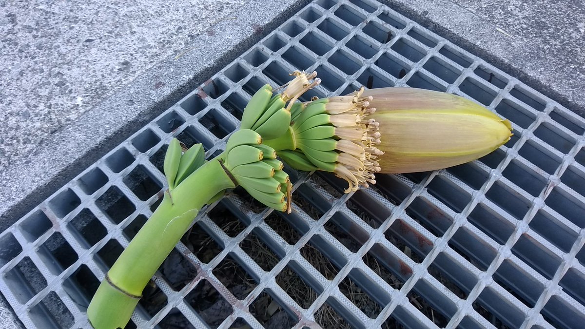_fumix's tweet photo. 芭蕉の実？花？がついちゃいました。通行人に｢ちっちゃいバナナがなってる！｣って言われるのをみるのもイイんだけどスズメバチがきちゃうんで撤去です。いくらまっても食べられないし……。 ＃バナナじゃなくてバショウ ＃食べたヒトはいるのかな？ https://t.co/qK8Q9eF8IE