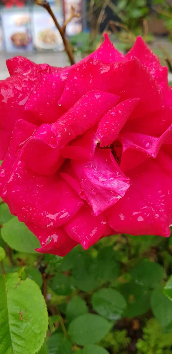 전쟁은 
그수행에있어서
악한사람을 학살하는 일은 없고.
언제나 선량한 사람만은 학살한다.
     ~ 소포클레스
어떻게든 전쟁만은 막아야한다