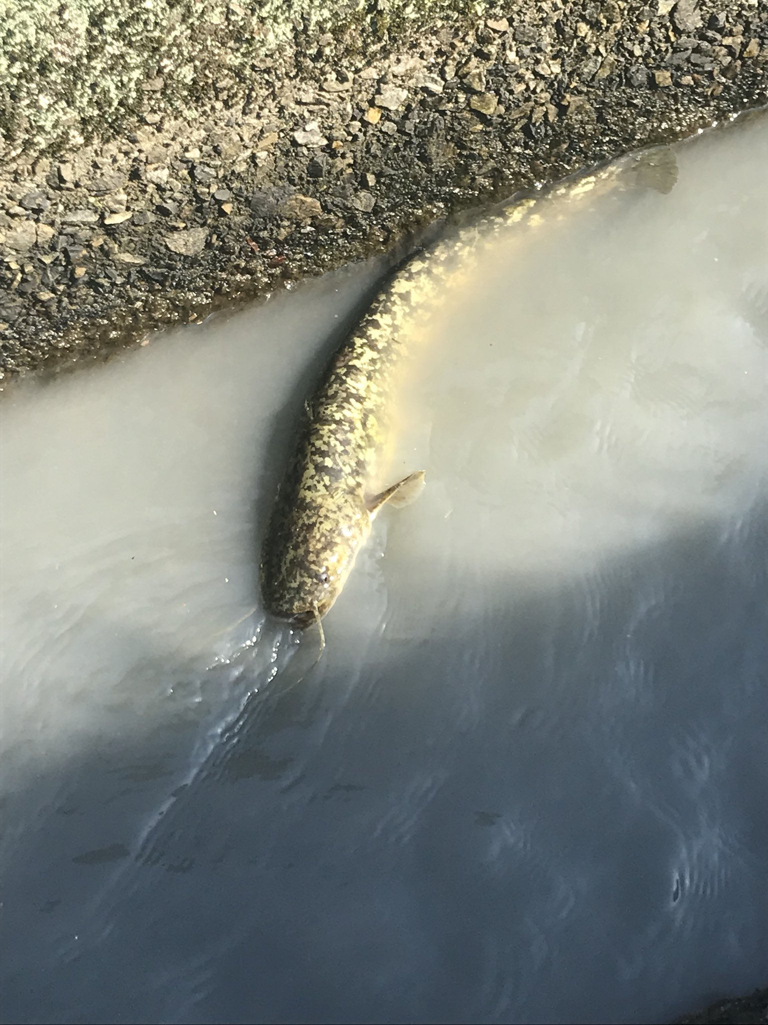 巨大ナマズ発見 Twitter Search Twitter