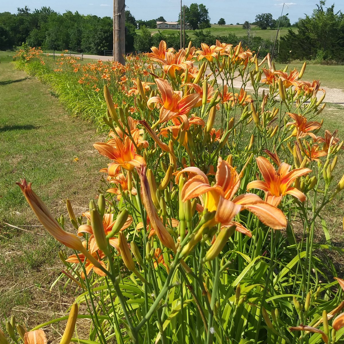 Cris_BRGG's tweet photo. Officially June, tiger lilies have bloomed #orangepower https://t.co/Cj2wC77ILn