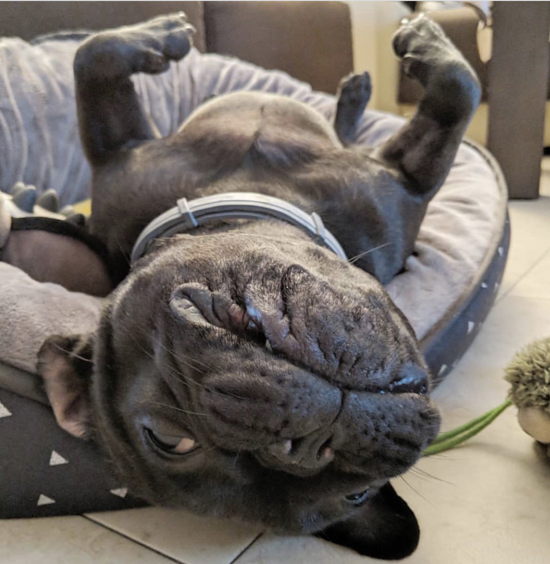 We are currently experiencing some technical difficulties with our website.
Our developers are working on getting it back up and running shortly.
Sorry for the inconvenience 😬🤙🏽.. #FuzzYard