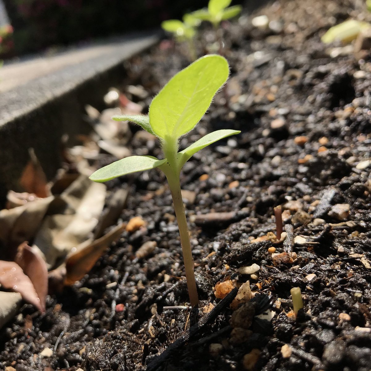 公 双葉と本葉の間ニョキッと伸びた ユひまわり