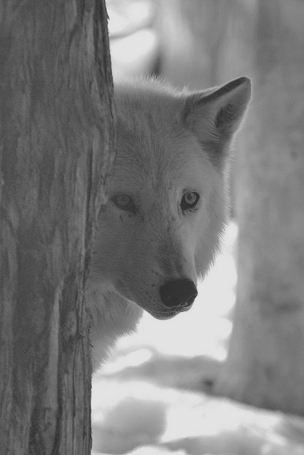 "𝚁𝚞𝚗 𝚖𝚎 𝚕𝚒𝚔𝚎 𝚊 𝚛𝚊𝚌𝚎𝚑𝚘𝚛𝚜𝚎, 𝚙𝚞𝚕𝚕 𝚖𝚎 𝚕𝚒𝚔𝚎 𝚊 𝚛𝚒𝚙𝚌𝚘𝚛𝚍,
𝚋𝚛𝚎𝚊𝚔 𝚖𝚎 𝚍𝚘𝚠𝚗 𝚊𝚗𝚍 𝚋𝚞𝚒𝚕𝚍 𝚖𝚎 𝚞𝚙 𝚊𝚐𝚊𝚒𝚗."

☾ Licántropo.
☽ Canadiense. 
☾ Viajero. 
☽ Buscando manada y tramas. 

→ ¿rt? 

#freerol