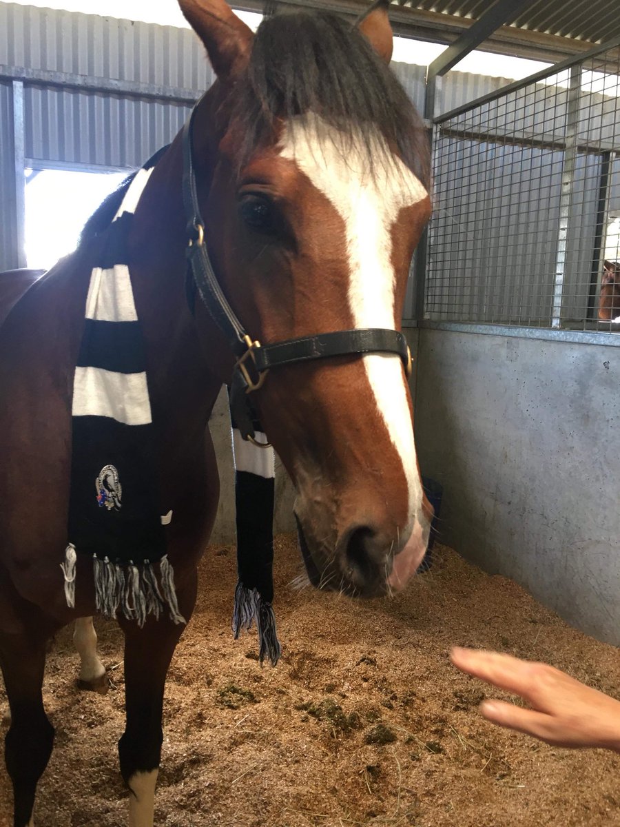 RachGuth3's tweet photo. Sirius Deal is racing today and @CollingwoodFC is playing so I’m just going to put this here... #gopies #godeal https://t.co/80gLEVnlty