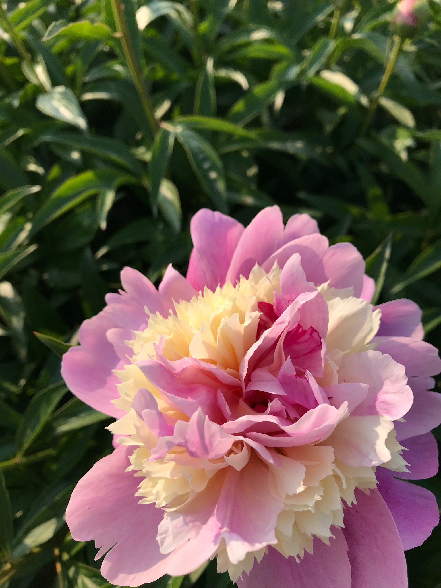 印刷 芍薬 英語で 誕生 日 ライン 友達