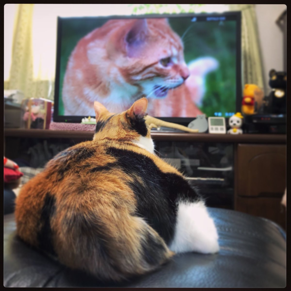 みゃ En Twitter Fuko Watching A Cat S Tv Show 岩合さんの世界ネコ歩きが大好きなフーちゃ Cat 猫 ねこ ぬこ 三毛猫 三毛猫部 三毛猫ガール 世界ネコ歩きを見る猫 世界ネコ歩き コタミケフー 風胡 Fuko フーちゃ 小顔詐欺 にゃんすたぐらむ