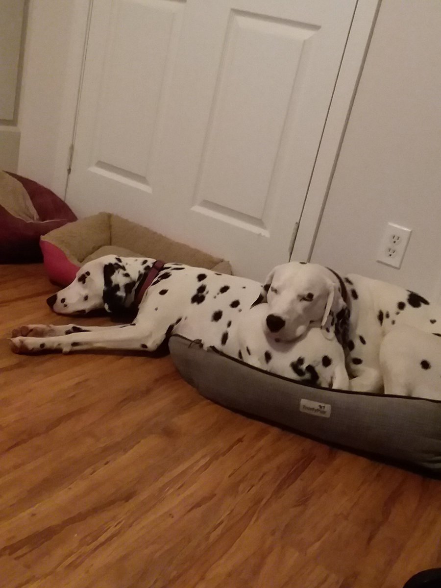 Olivertwizts's tweet photo. #puppylove #dalmation 
Love my Marshall &amp; Rj https://t.co/ibdLV825bC