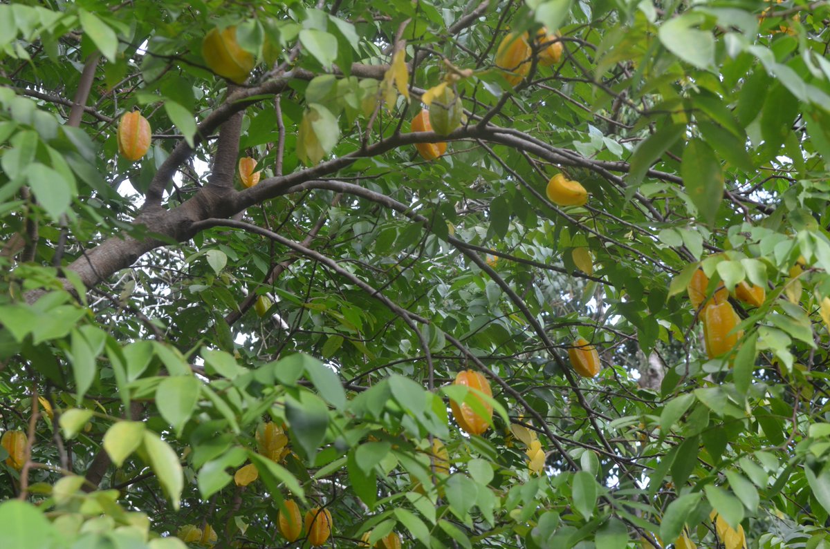 SocratesI's tweet photo. “Happiness is the meaning and the purpose of life, the whole aim and end of human existence.” — Aristotle 😄

Phu Quoc, white beach, starfruit tree, Buddha at Ho Quoc pagoda 🌴
#travel #happiness https://t.co/qHAMPY2wuY