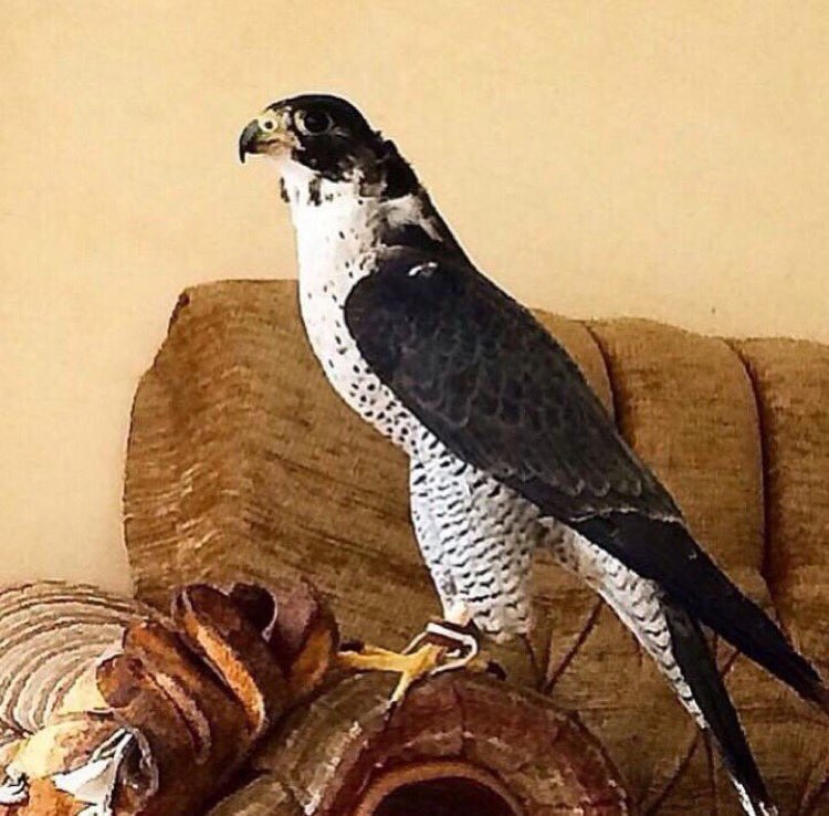 انا حياتي بين طيري وخيلي 
قليل اجتماعي مع الناس 🍃