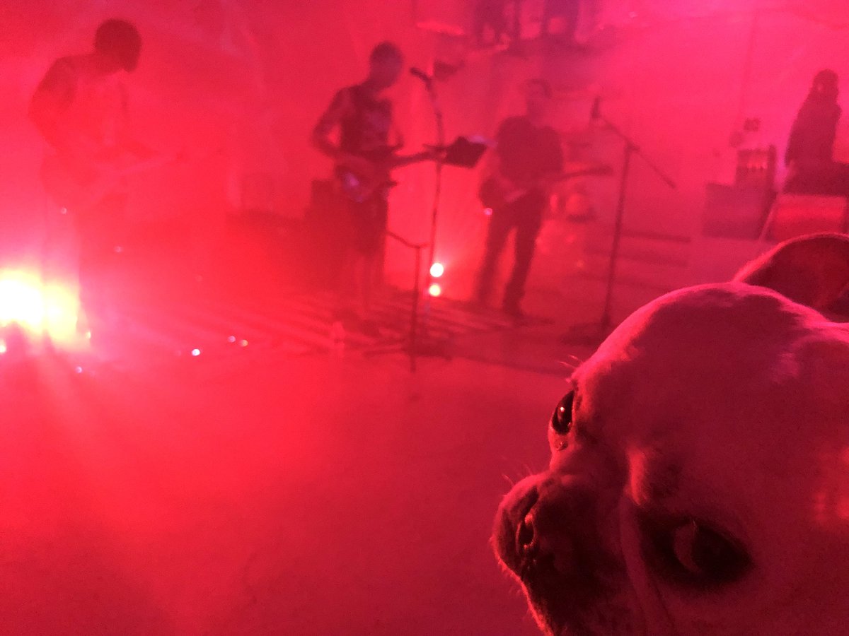 ericvain's tweet photo. #doggo #ericvain https://t.co/BvqWpjH57E