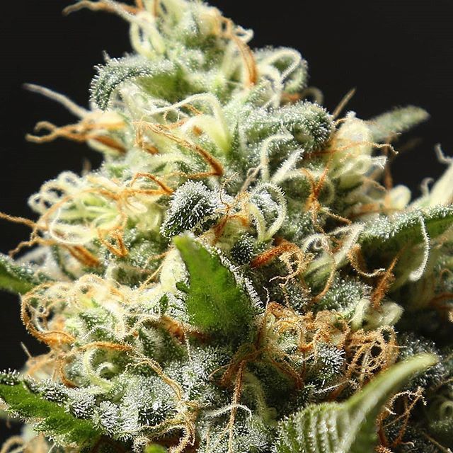 timeweed's tweet photo. BLACK DREAM (Jamaican Dream x Black Domina) de @eva_seeds  #sativa #indica # #semillas #seeds #cannabis #weed #autocultivo #growshop #chile #peru #uruguay #evaseeds https://t.co/EkmOl6f3XA https://t.co/fBQVriFukJ
