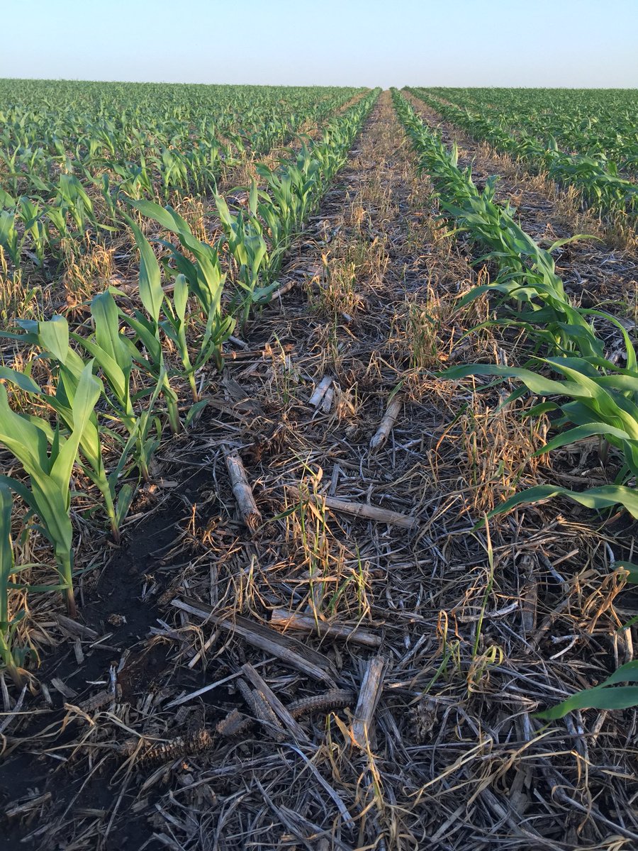 farmerdoug93's tweet photo. Always like the way urea in the spring strip-till looks. NonGMO @WyffelsHybrids #CoverCrop #plantedgreen https://t.co/G03f7jgjSz