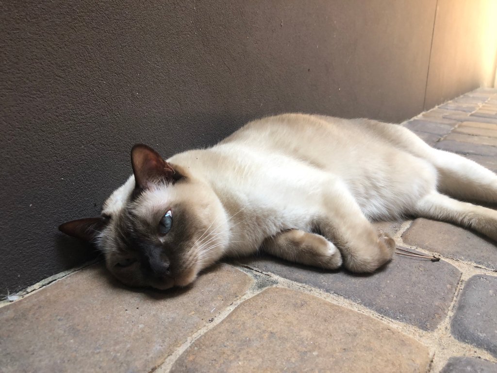 PurrrfectlyH's tweet photo. Ahhh #Caturday!!💤💤💤😻😸😸#Gunner #thisthelife #lazycat #zzz #pamperedcats #illstayrighthere #sosleepy #lazyisgood #tonkinese #catio #courtyardlife #catstagram #topcatphoto #bestcataward #catfeatures #kitty #buzzfeedcats #buzzfeedanimals #dailycat #itshotoutside #catlovers https://t.co/43jpzZze8W
