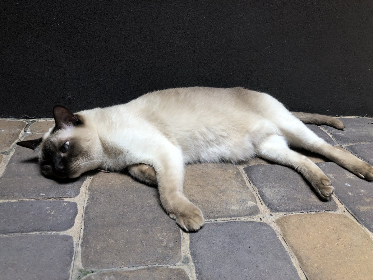 PurrrfectlyH's tweet photo. Ahhh #Caturday!!💤💤💤😻😸😸#Gunner #thisthelife #lazycat #zzz #pamperedcats #illstayrighthere #sosleepy #lazyisgood #tonkinese #catio #courtyardlife #catstagram #topcatphoto #bestcataward #catfeatures #kitty #buzzfeedcats #buzzfeedanimals #dailycat #itshotoutside #catlovers https://t.co/43jpzZze8W