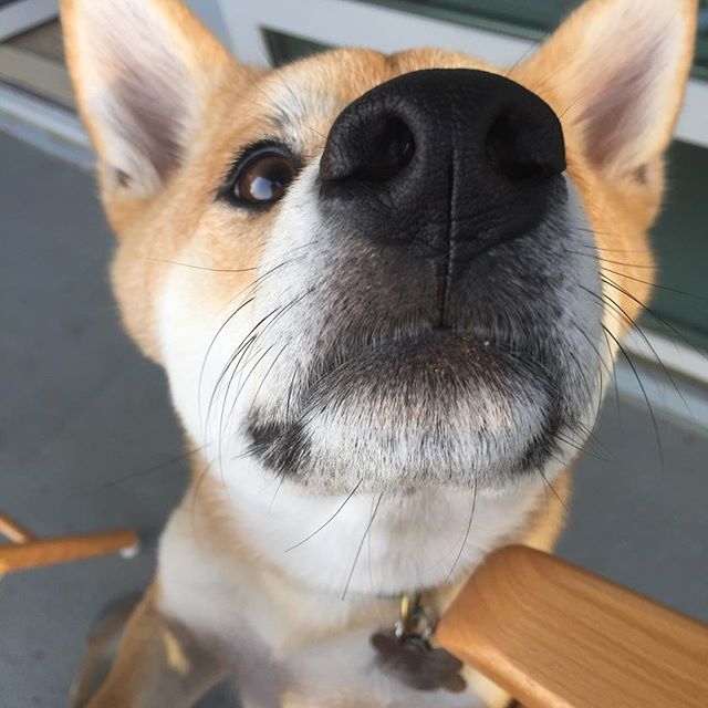 Care to share? Making a new friend this weekend. #lisakatharina #shibainu #cutedogs #caninelovers #dogsitting #sniffing #dogsofinstagram #phillydogs #treatemlikeyourown #doglover
