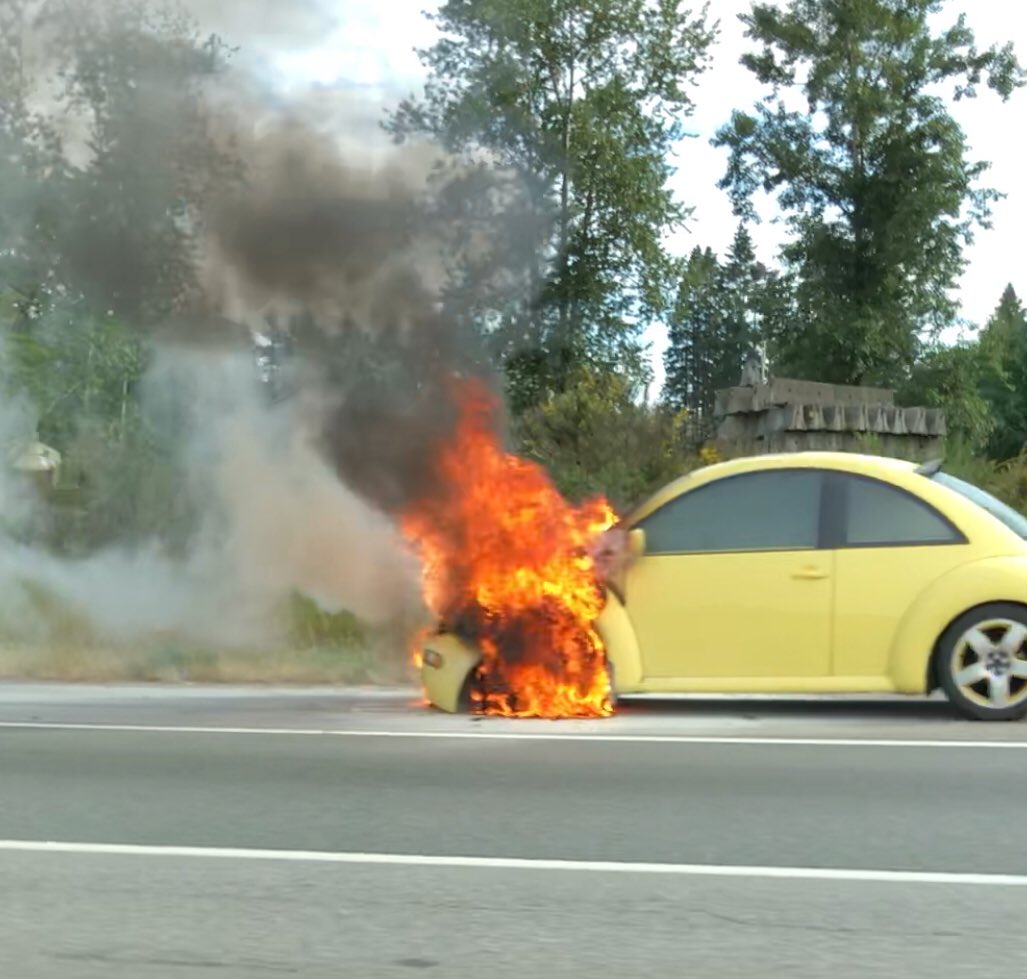 TheFalconer's tweet image. Not often you see a fire beetle in the wild.