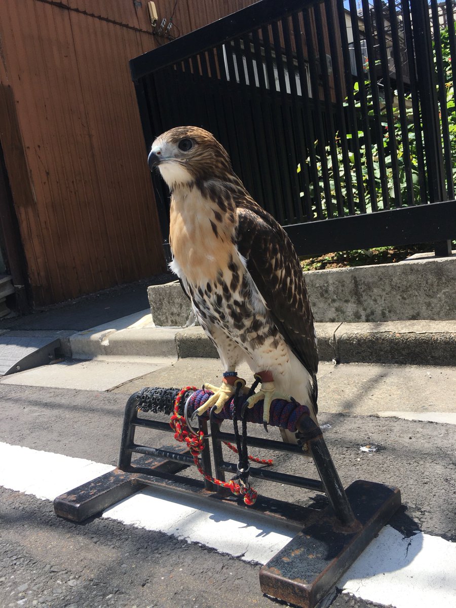 鳥のいるカフェ谷中本店 Pa Twitter レッドテールホーク立派に成長しました とっても甘えん坊です レッドテールホーク 鳥のいるカフェ ふくろう販売