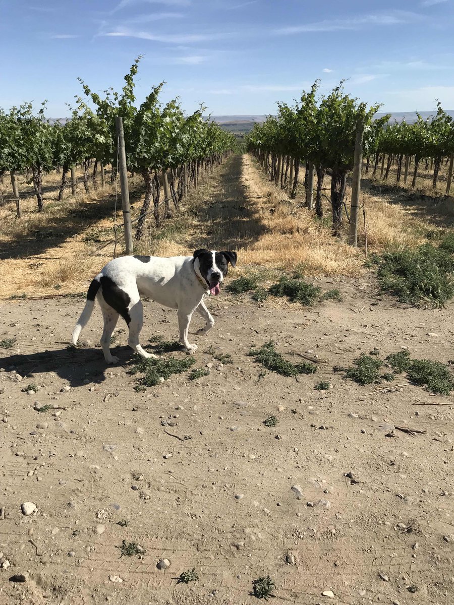 Fun afternoon to play at the vineyard with the dog :) 🍇🍷☀️🐶. #yakimavalley #wawine #vineyard  #farmlife #wine  #happydog