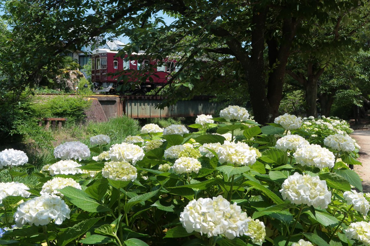 阪急電鉄 公式 على تويتر 6月に似合うお花はやはり 紫陽花 あじさい 桜の名所 夙川に今年も紫陽花が咲きはじめています お手入れされている方 ありがとうございます 苦楽園口駅周辺が愛でやすいですよ あじさい 紫陽花 アジサイ