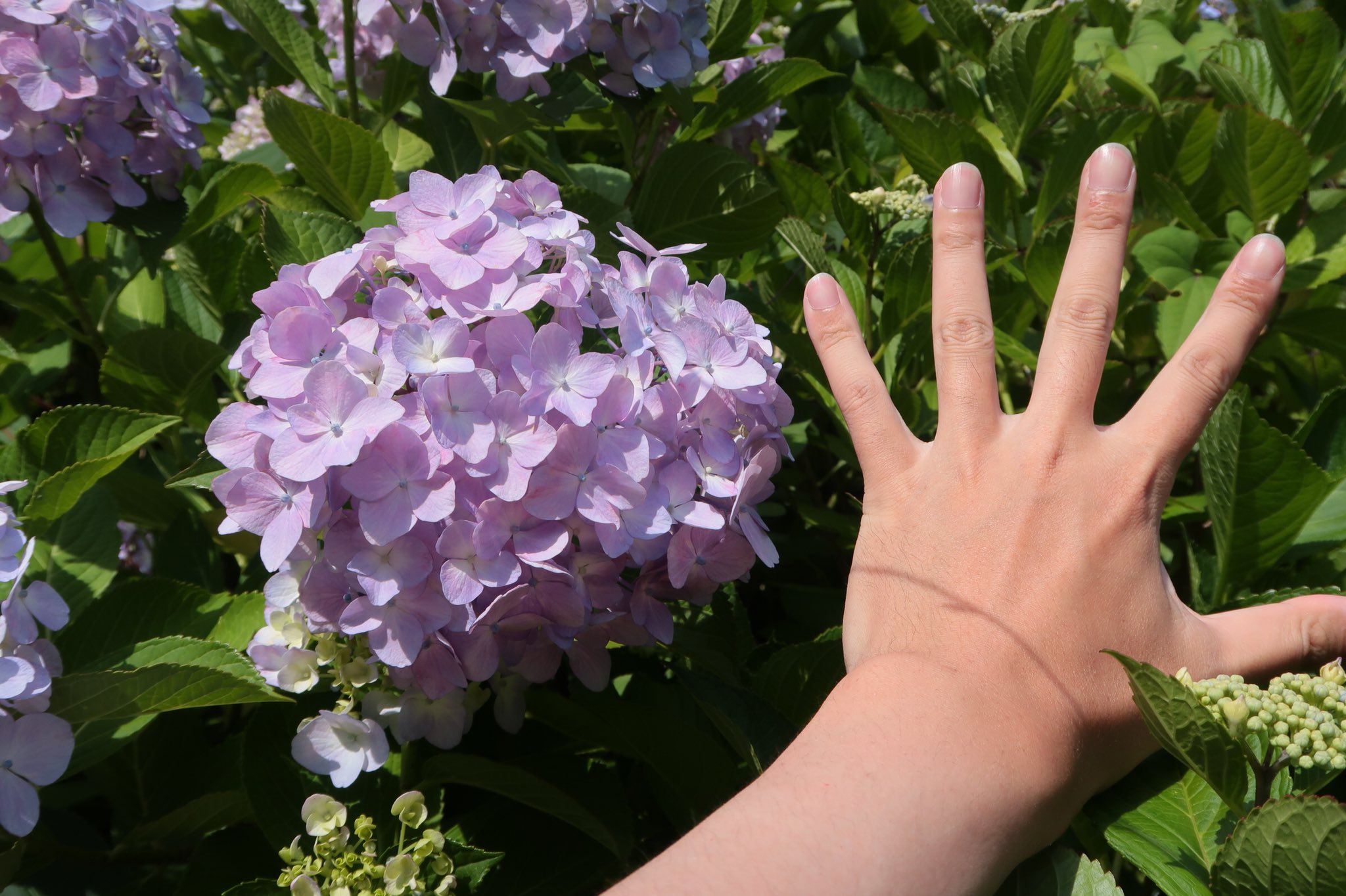 紫陽花 秋葉区産】紫陽花（品種：アズライト）※数量限定※ | 新潟ごっつ