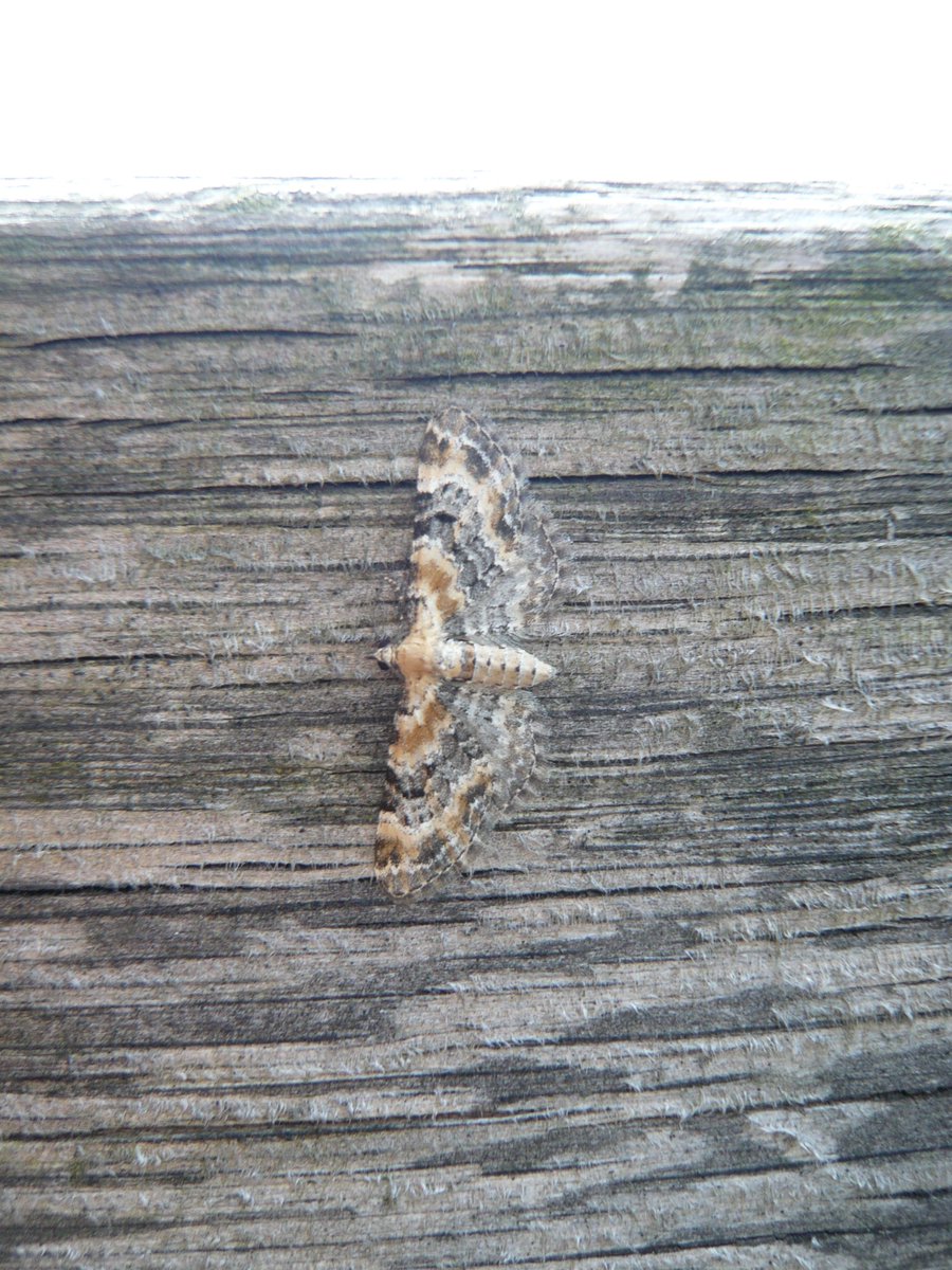 ColwallOrchards's tweet photo. Moth trapping for day 2 '@30DaysWild, finally got lots of moths, despite the abysmal weather - 157 moths, 44 species. https://t.co/LFWm4jm71T