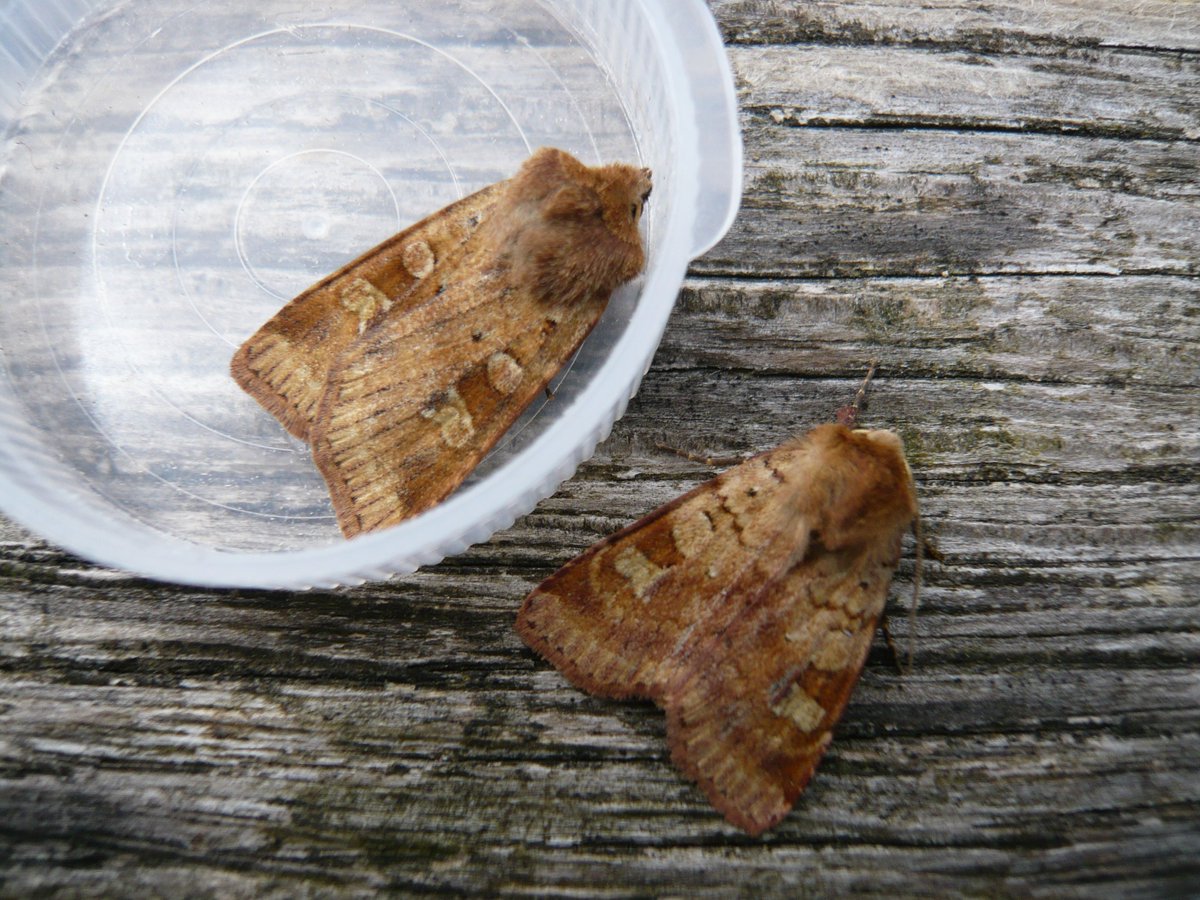 ColwallOrchards's tweet photo. Moth trapping for day 2 '@30DaysWild, finally got lots of moths, despite the abysmal weather - 157 moths, 44 species. https://t.co/LFWm4jm71T