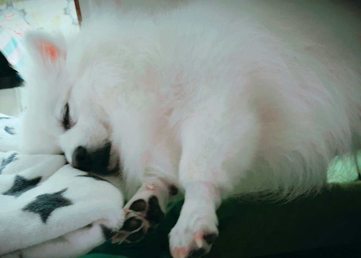 S_Mang_O's tweet photo. 오늘의 여름이 털 ㅎ https://t.co/9AfZEAXrUD