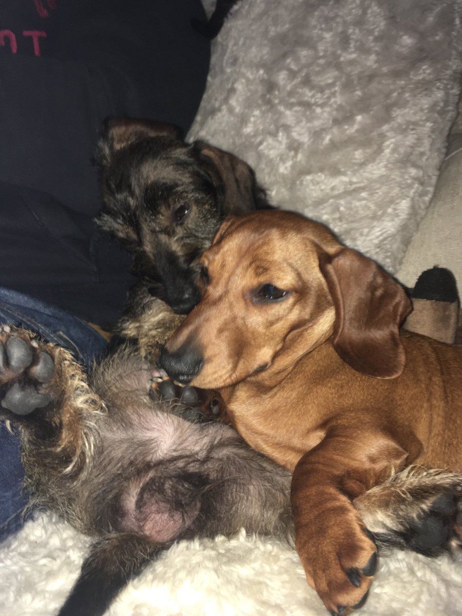 DDivdd's tweet photo. #dachshund #sausagedogswalkwales #dogsoftwitter #doglovers #dogs mass walk in #Cardiff today @ 11am please join us https://t.co/G6tQiWNdzI