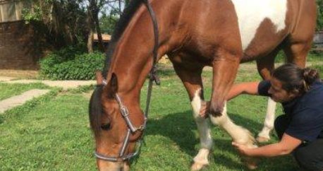 Chevalpartenair's tweet photo. L'entorse chez le cheval est une affection locomotrice très fréquente. La Clinique Vétérinaire Equine Franck Pénide nous explique tout sur cette pathologie, le diagnostique, les examens et le traitement https://t.co/kHJyeUT1eo https://t.co/Dkn5jg2oC5