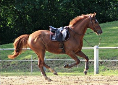 Chevalpartenair's tweet photo. Parce que ça arrive a tous les cavaliers et même les meilleurs, la chute peut nous faire perdre confiance en nous, en notre équitation et en notre cheval ! 
Comment faire, comment réagir dans ces moments ?
https://t.co/neR9LnP5cH https://t.co/ncDm4TL1tU
