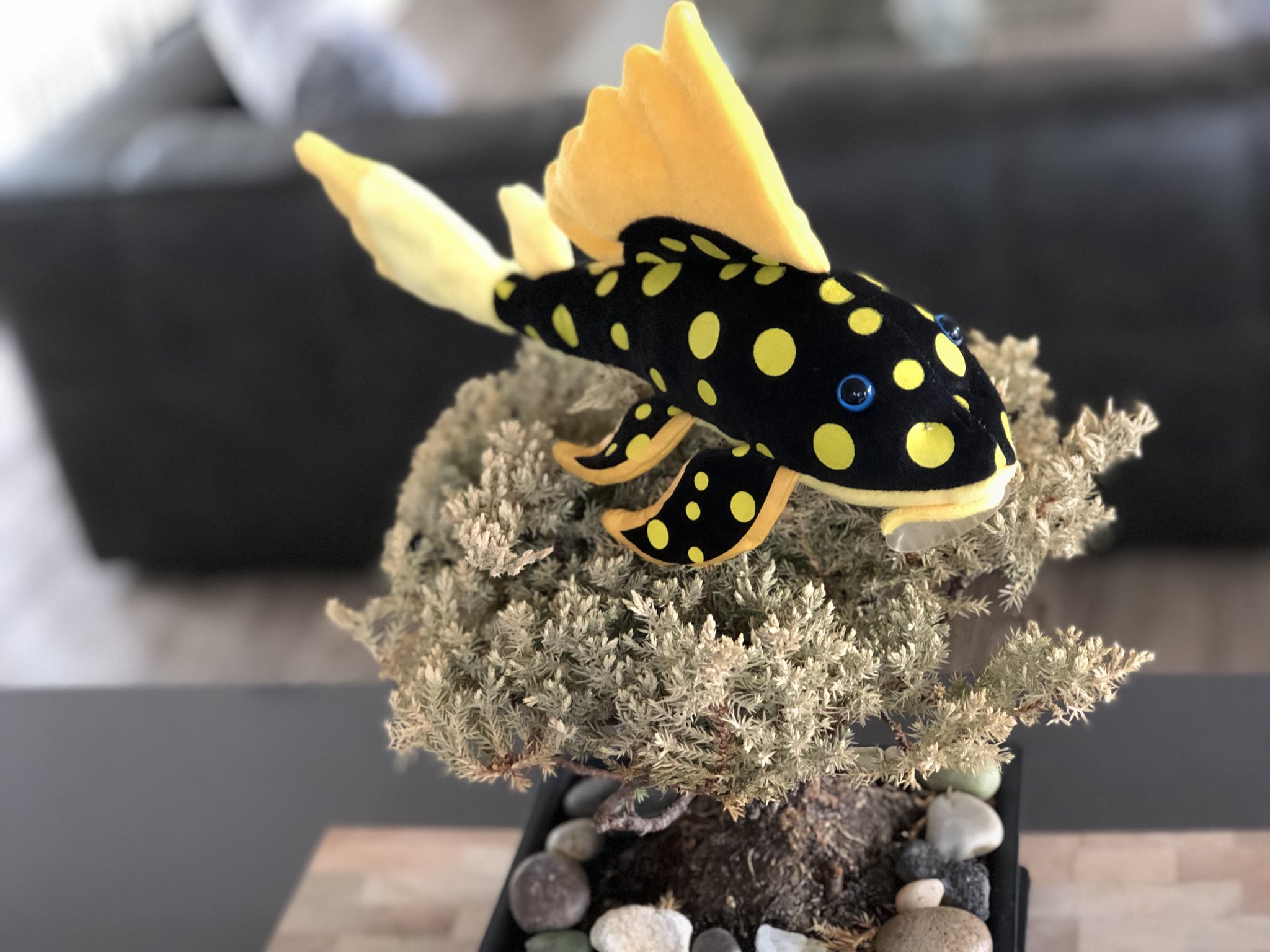 GreenPleco on X: Sunshine Plecostomus  #plush  #plecostomus #petsmart #teen #toys #teddy #aquarist #travel #unique #ocean  #animals #fun #gym #girl #goldfish #catfish #aquarium #petco #betta  #monsterfish #music #fishing #cichlid