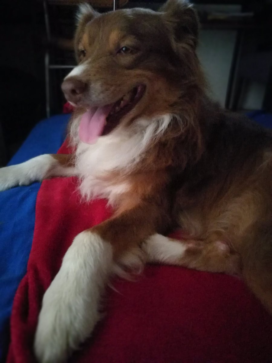 Der uns zugelaufene braune Rüde könnte auch von weiter weg kommen. #Hund #Sachsenhagen #entlaufen #Schaumburg #Stadthagen