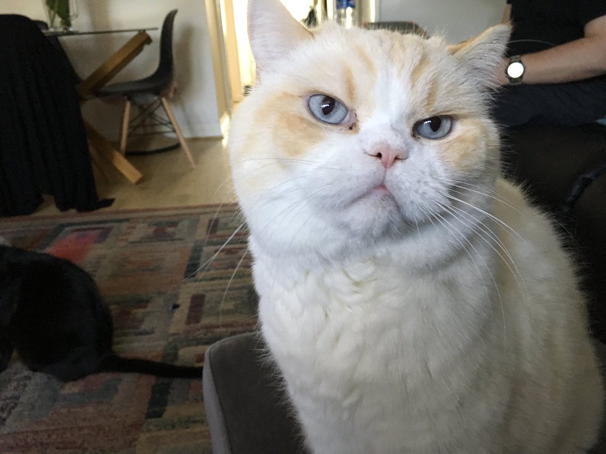 LeggettRebeckah's tweet photo. What do you mean there are no second breakfasts? #harddoneto https://t.co/Q4v6lq9XOc