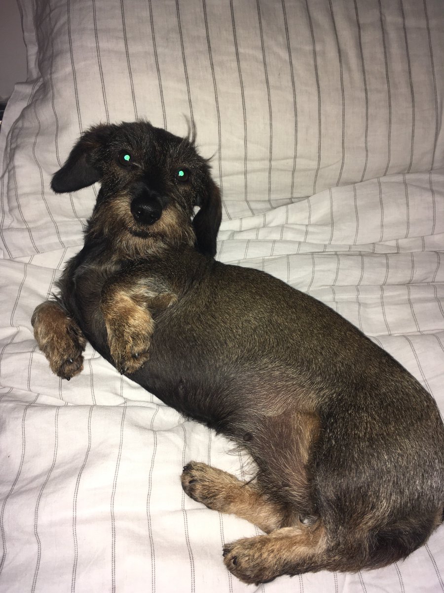 DDivdd's tweet photo. #dachshund #SundayMorning #SundayMotivation time for the #dogwalk in #Cardiff #dogsoftwitter #dogs 11am mass sausage dog walk in @buteparkcardiff https://t.co/rOGTA3O1IE