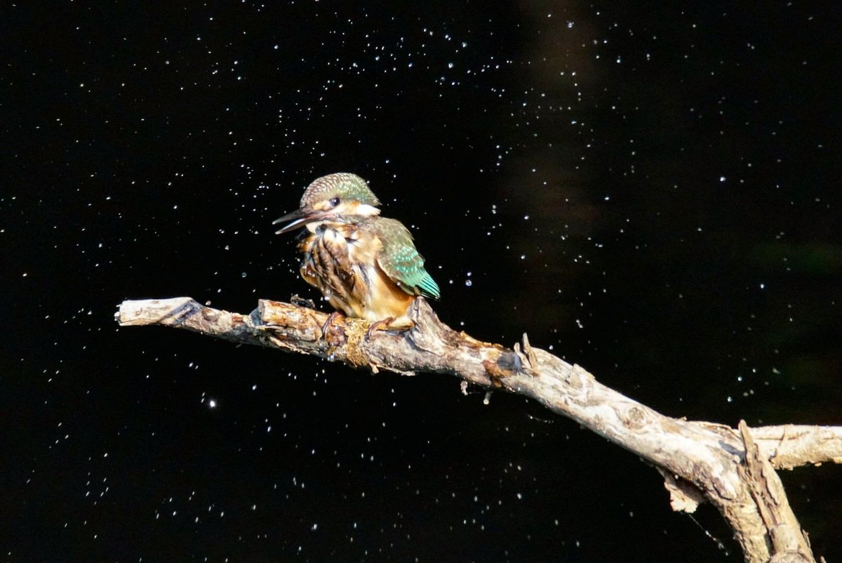 fuucon3513's tweet photo. insergram@fuucon #kingfisher #カワセミ #星降る夜に https://t.co/5tFRBtrLDy
