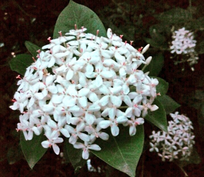 MP on Twitter: "White. Flowers. Santan. Ixora. #BloomNaBloom… "