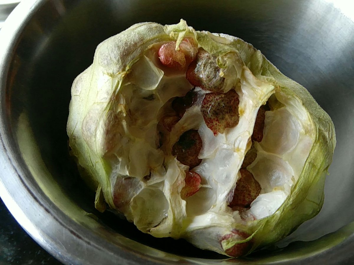 UtpalBorpujari's tweet photo. Outside it's ugly looking, thorny. Inside it has sweet-sour pods like these. A rare water fruit from #NorthEastIndia found mainly in #DeeporBeel near #Guwahati. Eating it for the 1st time. It's called #Makhanda #মাখান্দা https://t.co/eLrXRYBIG5