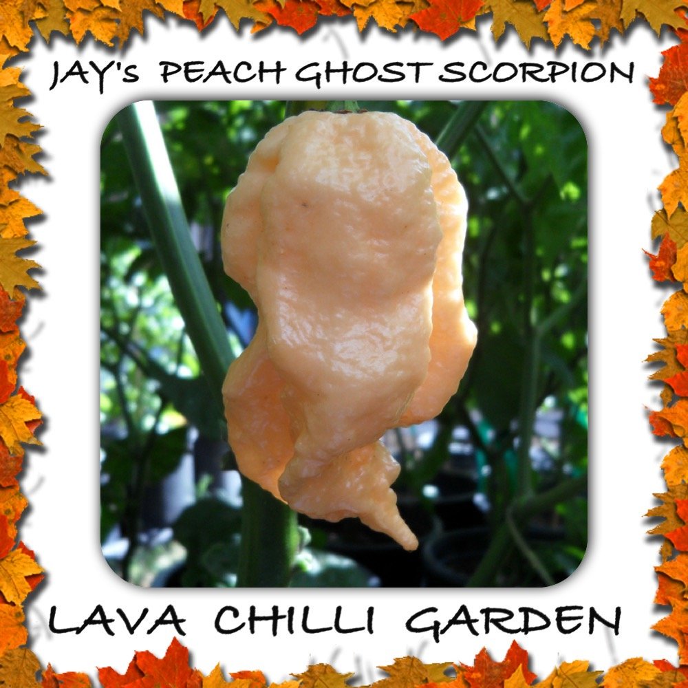 LavaChilliMark's tweet photo. Jay's Peach Ghost Scorpion AUD 15.00
➤ https://t.co/fhFqDrUPpe https://t.co/hg4qwwRcUT