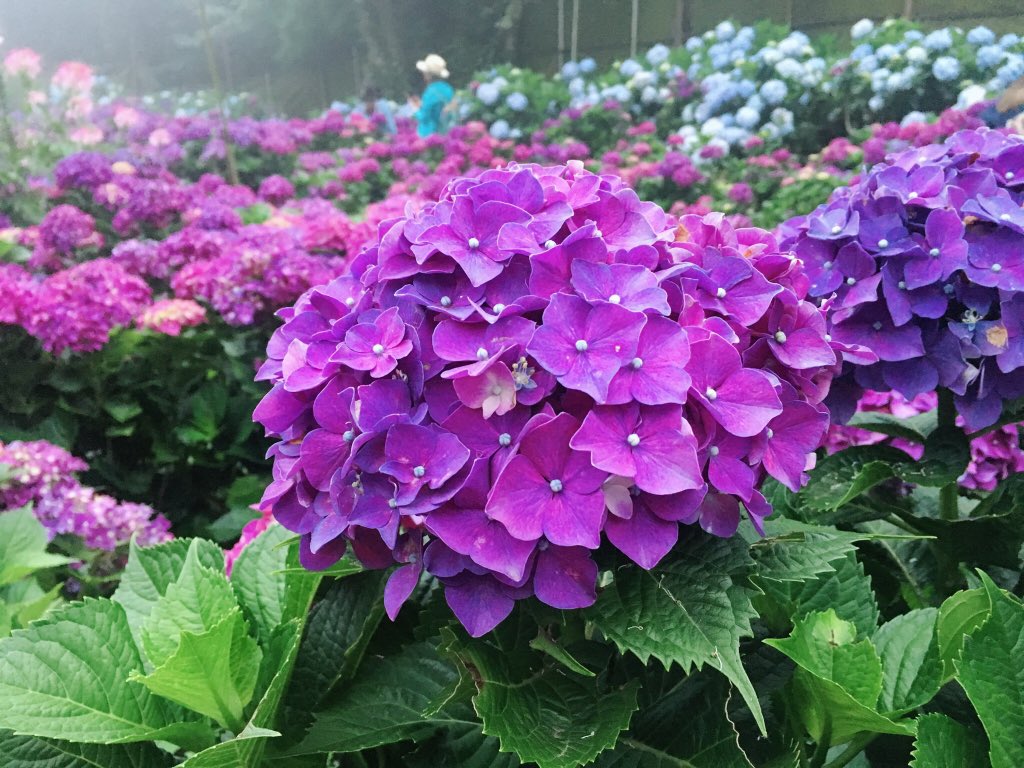 Angela I Go To Yangmingshan For Viewing Hydrangea It S Really Beautiful Flowers That I Really Like Yangmingshan 陽明山 紫陽花 繡球花 Flower T Co Lay6ktxg3t Twitter