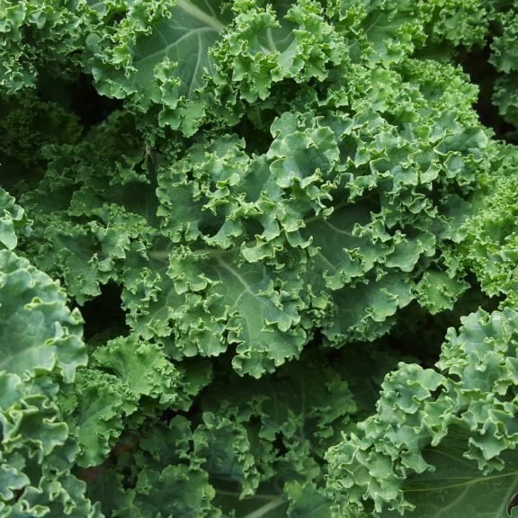 LizEarleWb's tweet photo. Containing high levels of vitamin A (in the form of beta-carotene) as well as vitamin C, kale helps support our immune system. https://t.co/wWcPsCIZox #LEWellbeingwisdom https://t.co/N97zzibDkM