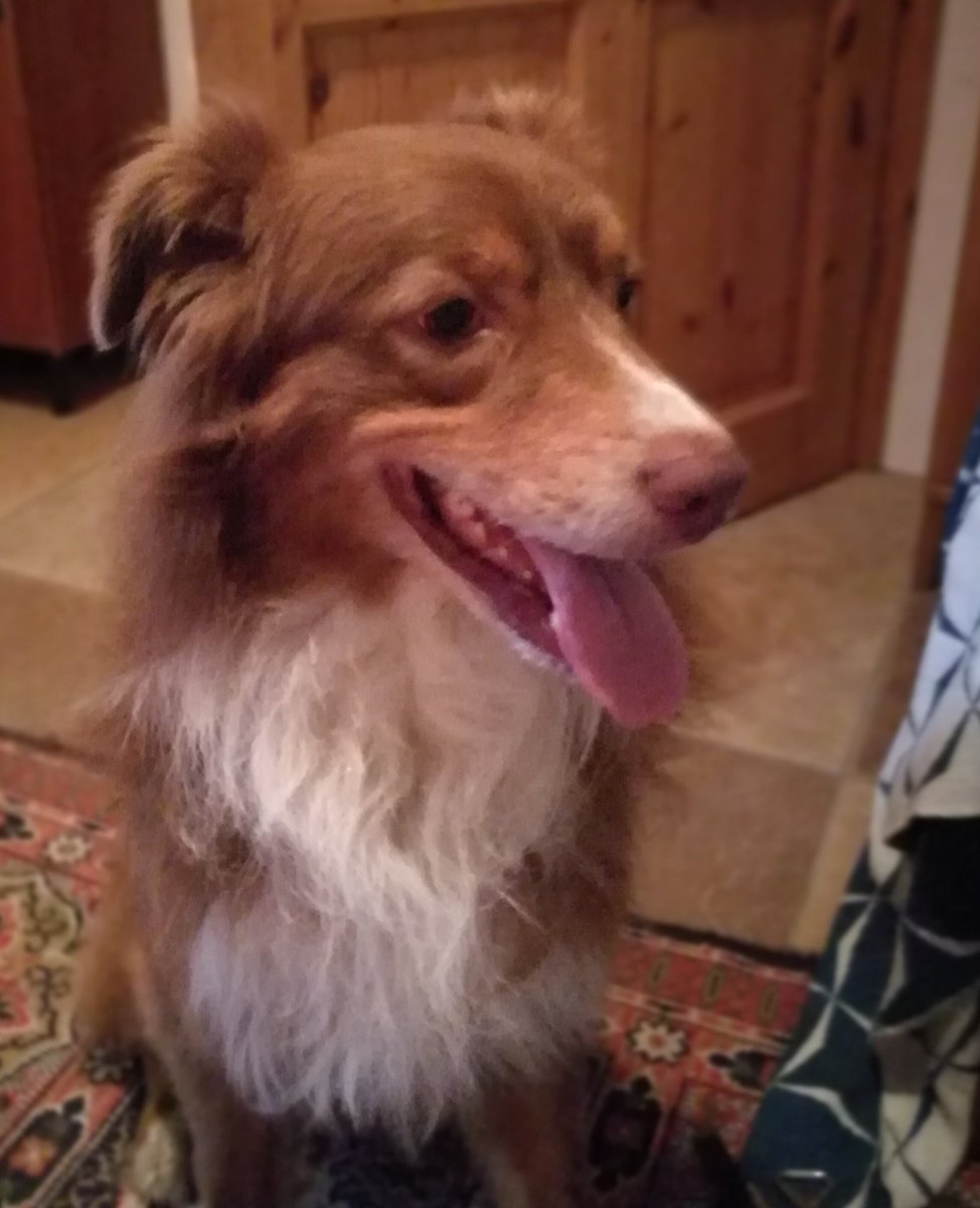 Der Hund ist zurück bei seinen Besitzer*innen.