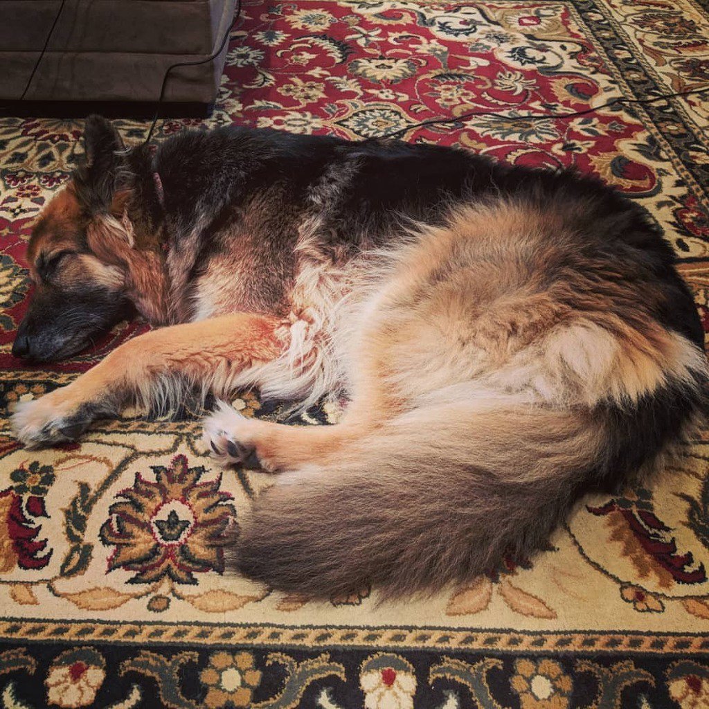 jram930's tweet photo. So sleepy https://t.co/ixjEvBqEEb