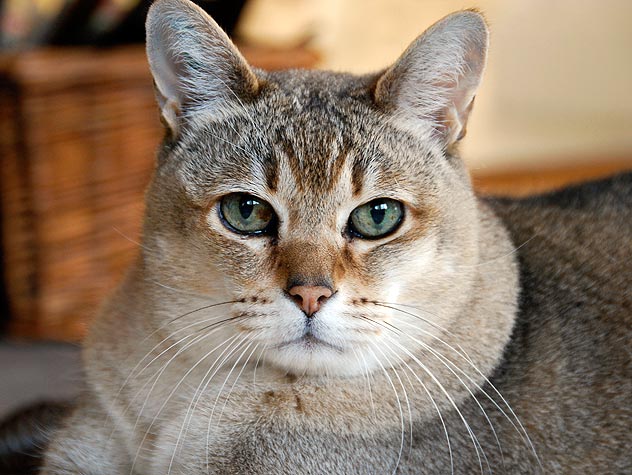 _DailyCat's tweet photo. https://t.co/1SBwsiCkzU
Cats rule!  #catsoftwitter #caturday #cats #surfingtwitter #cat https://t.co/H1Fc61BgzR