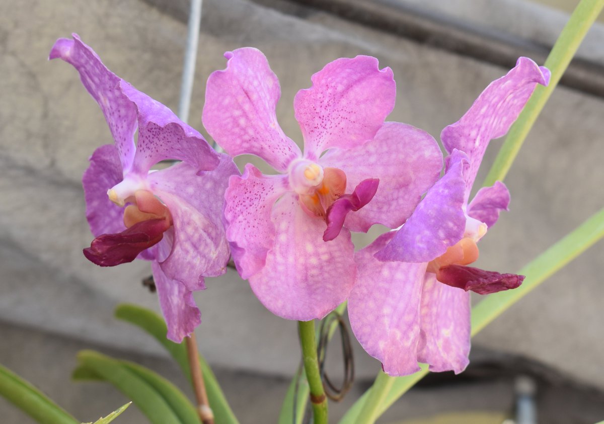 ConnieYurkus's tweet photo. This gorgeous terete Vanda had two of three flowers damaged by thrips. Every bug spray I have has been mixed, sprayed, sprinkled and generously applied to the orchids and growing areas. Buh bye thrips! #orchids, #vanda, #buggingout, #killinbugs, #teretevanda, #OrchidIssues https://t.co/HT4Z9ZXpzo