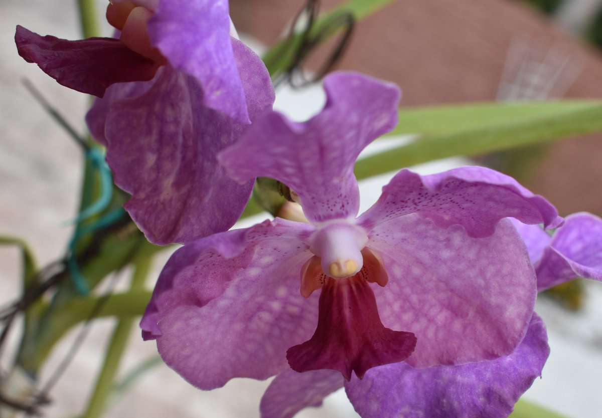 ConnieYurkus's tweet photo. This gorgeous terete Vanda had two of three flowers damaged by thrips. Every bug spray I have has been mixed, sprayed, sprinkled and generously applied to the orchids and growing areas. Buh bye thrips! #orchids, #vanda, #buggingout, #killinbugs, #teretevanda, #OrchidIssues https://t.co/HT4Z9ZXpzo