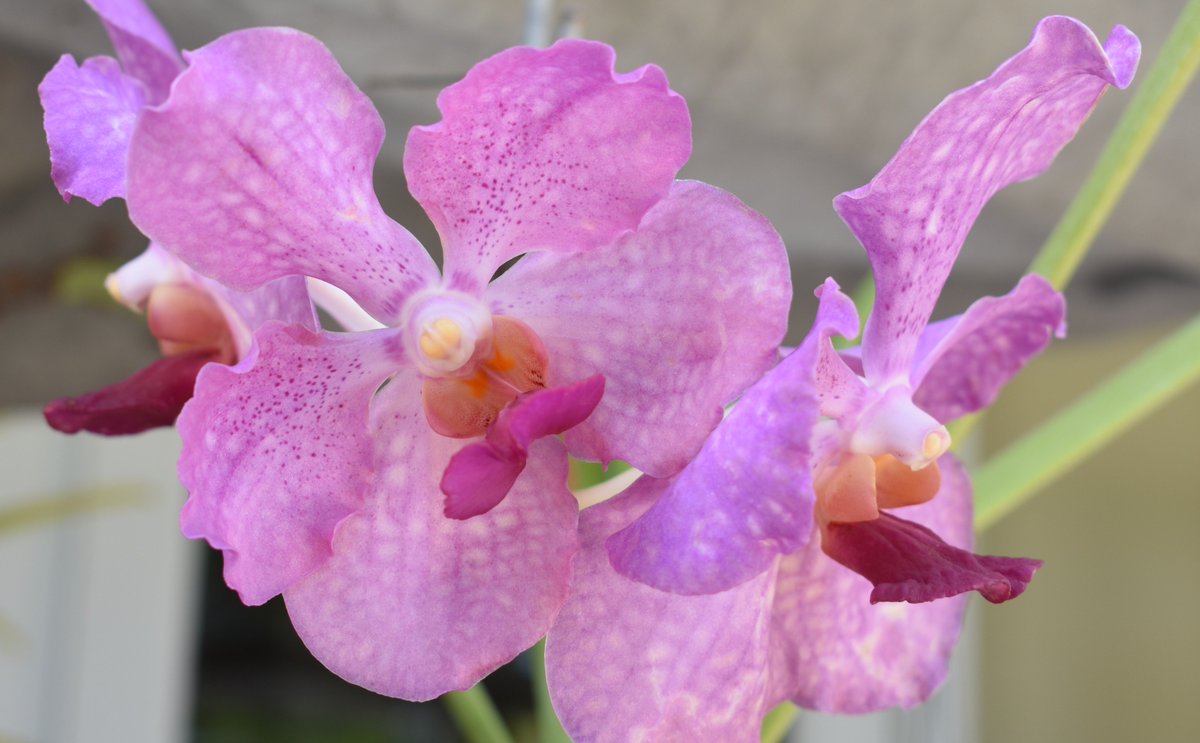 ConnieYurkus's tweet photo. This gorgeous terete Vanda had two of three flowers damaged by thrips. Every bug spray I have has been mixed, sprayed, sprinkled and generously applied to the orchids and growing areas. Buh bye thrips! #orchids, #vanda, #buggingout, #killinbugs, #teretevanda, #OrchidIssues https://t.co/HT4Z9ZXpzo
